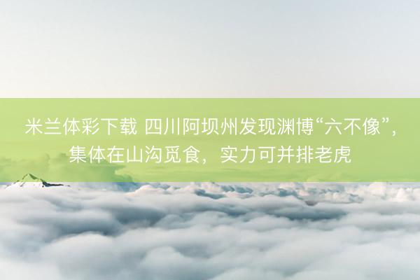 米兰体彩下载 四川阿坝州发现渊博“六不像”，集体在山沟觅食，实力可并排老虎